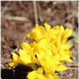 Iris danfordiae- Nevruz, Endemik (Sipikor Dağı)