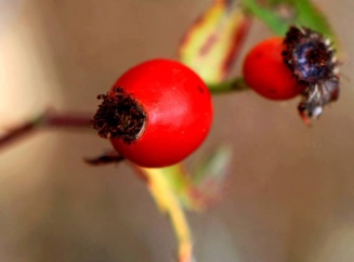 Kuşburnu Nedir ? Faydaları Nelerdir