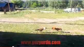 Güzyurdu Köyü - Horozlar Dövüşürken