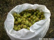 Güzyurdu (Spikor) `da Armut Toplarken