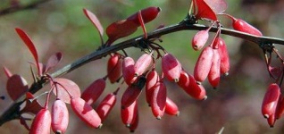 Kızambık Nedir ? Faydaları Nelerdir ?