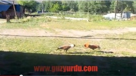 Güzyurdu Köyü - Horozlar Dövüşürken
